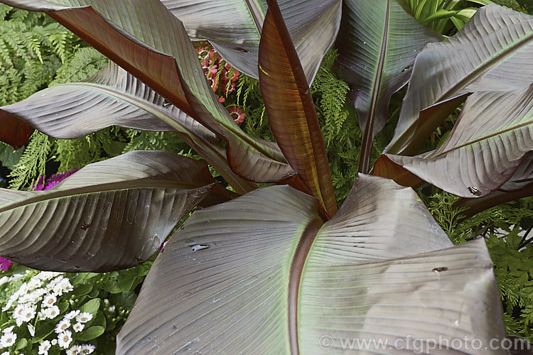 Ethiopian. Red Banana or Abyssinian. Banana (<i>Ensete ventricosum</i>), this African banana, which can grow to 12m tall, has inedible fruit but is often grown as a foliage ornamental as it has striking, deep purple-red tinted leaves that can be over 5m long on mature plants. ensete-2951htm'>Ensete. <a href='musaceae-plant-family-photoshtml'>Musaceae</a>.