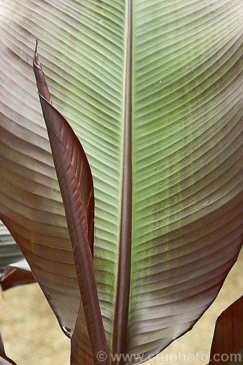 Ethiopian. Red Banana or Abyssinian. Banana (<i>Ensete ventricosum</i>), this African banana, which can grow to 12m tall, has inedible fruit but is often grown as a foliage ornamental as it has striking, deep purple-red tinted leaves that can be over 5m long on mature plants. ensete-2951htm'>Ensete. <a href='musaceae-plant-family-photoshtml'>Musaceae</a>.