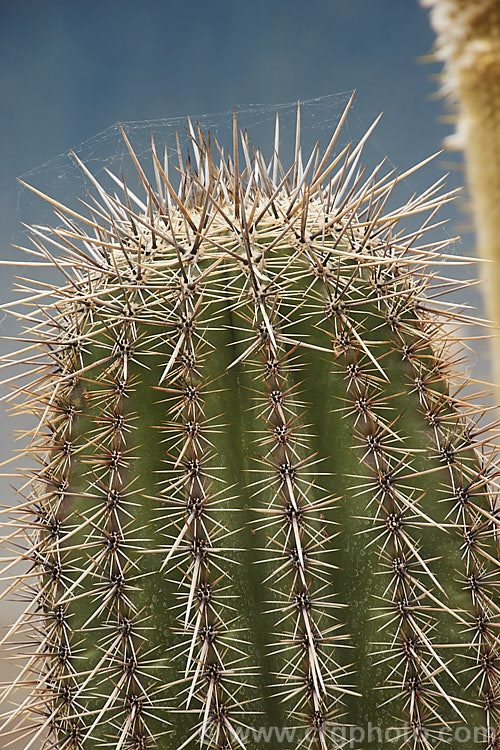 The tip of a stem of a Saguaro (<i>Carnegiea gigantea</i>), a tall, branching cactus native to the southwest of the United States and nearby parts of Mexico.. Order: Caryophyllales, Family: Cactaceae