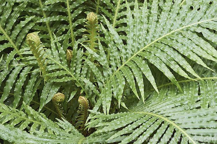 Miniature Tree Fern (<i>Blechnum gibbum</i>), a fern native to Fiji. It can grow to around 90cm tall, with a black, trunk-like caudex, but often remains at ground level. The sterile fronds are up to 90cm long