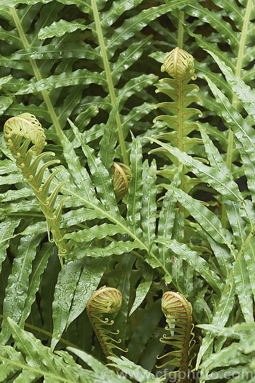 Miniature Tree Fern (<i>Blechnum gibbum</i>), a fern native to Fiji. It can grow to around 90cm tall, with a black, trunk-like caudex, but often remains at ground level. The sterile fronds are up to 90cm long