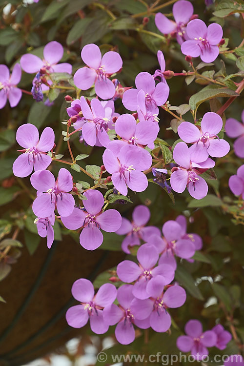 Spanish Shawl or Trailing Lasiandra (<i>Heterocentron elegans [syn. Heeria rosea]), a groundcover or spreading subshrub from Mexico, Guatemala and Honduras. An excellent summer-flowering rockery plant in mild climates.