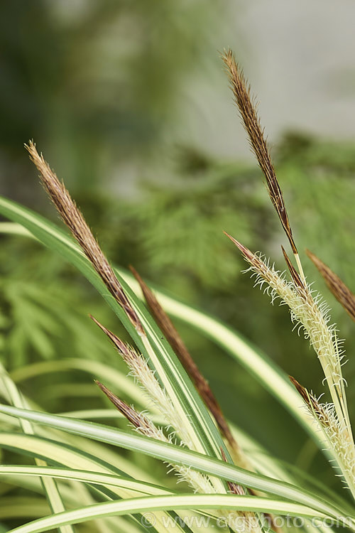 <i>Carex oshimensis</i> 'Evergold', a boldly variegated cultivar of a Japanese sedge. It is around 40cm high when in flower and can from a clump up to 50cm wide. The foliage may be evergreen or deciduous depending on the severity of winter conditions. Order: Poales, Family: Cyperaceae