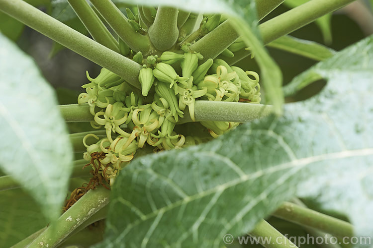 The flowers, some of them pollinated, of Papaya or Pawpaw (<i>Carica papaya</i>), a native of tropical South America now widely cultivated throughout the tropics and subtropics for its edible fruit. Order: Brassicales, Family: Caricaceae