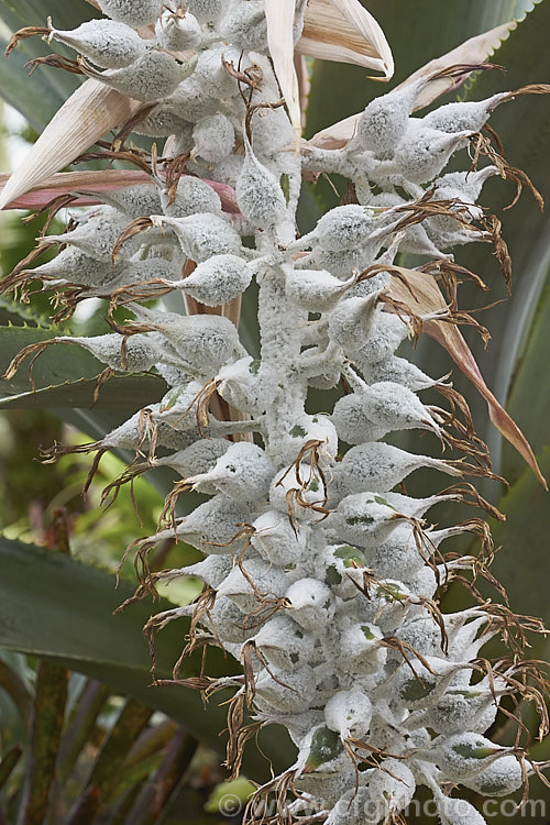 The maturing seedhead of <i>Aechmea fasciata</i>, a common, though nevertheless spectacularly flowered bromeliad native to Brazil. The flower stem can reach 1m high. Order: Poales, Family: Bromeliaceae