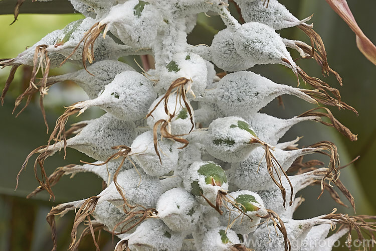 The maturing seedhead of <i>Aechmea fasciata</i>, a common, though nevertheless spectacularly flowered bromeliad native to Brazil. The flower stem can reach 1m high. Order: Poales, Family: Bromeliaceae