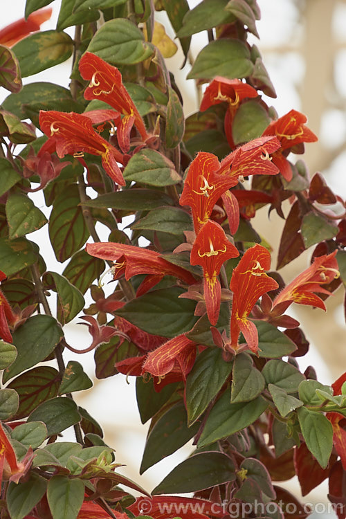 Columnea gloriosa, a long-flowering, trailing evergreen perennial native to Central America. Members of the Gesneriaceae (<i>African Violet family</i>), this species and others are widely grown as indoor hanging basket plants. Order: Lamiales, Family: Gesneriaceae