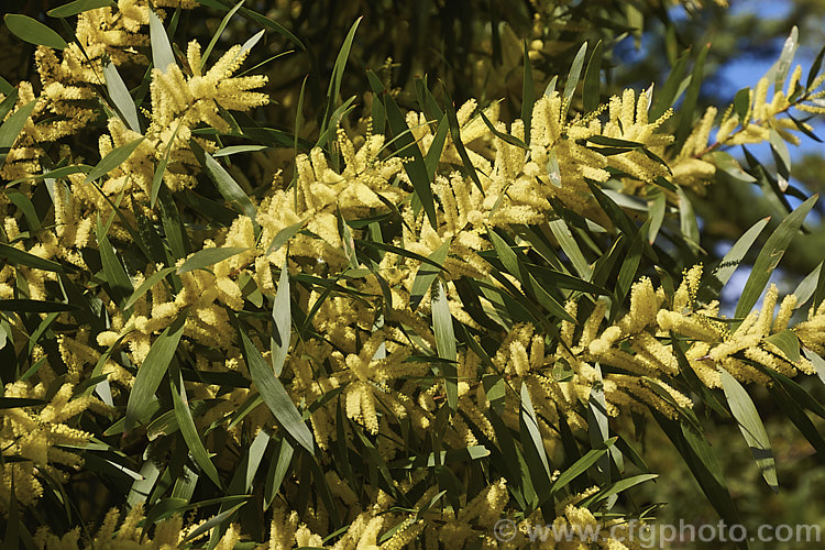 Sydney Golden Wattle (<i>Acacia longifolia</i>), a late winter-flowering, evergreen shrub or small tree native to eastern Australia. It grows to around 8m tall Order: Fabales, Family: Fabaceae