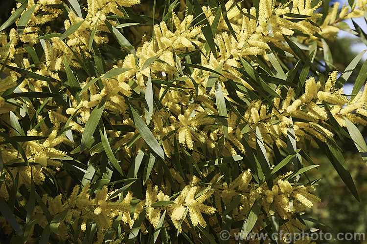 Sydney Golden Wattle (<i>Acacia longifolia</i>), a late winter-flowering, evergreen shrub or small tree native to eastern Australia. It grows to around 8m tall Order: Fabales, Family: Fabaceae