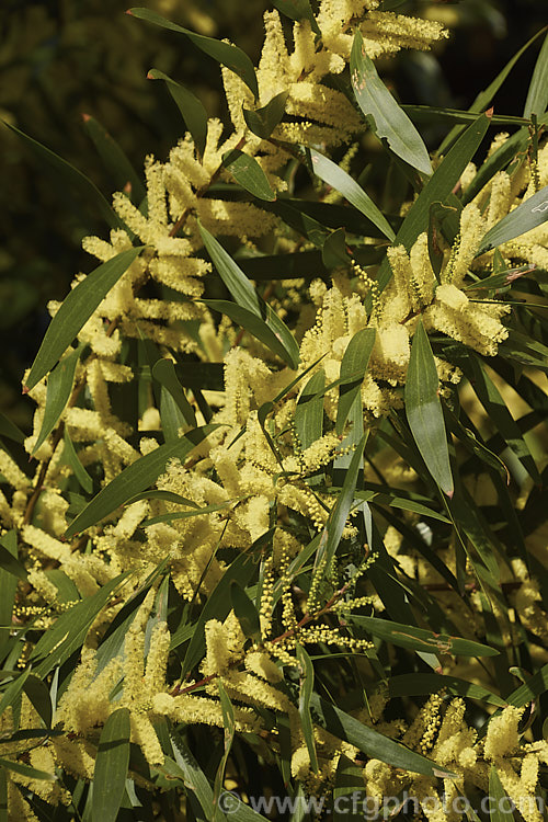 Sydney Golden Wattle (<i>Acacia longifolia</i>), a late winter-flowering, evergreen shrub or small tree native to eastern Australia. It grows to around 8m tall Order: Fabales, Family: Fabaceae