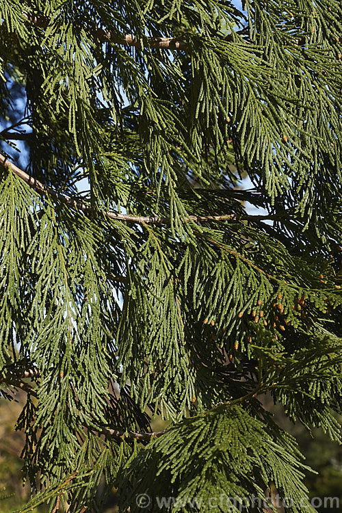 Foliage and near-open male cones of the Incense. Cedar (<i>Calocedrus decurrens</i>) in late winter. This evergreen conifer, up to 45m tall, is native to the western United States. There are several cultivated forms. calocedrus-2626htm'>Calocedrus. Order: Pinales, Family: Cupressaceae