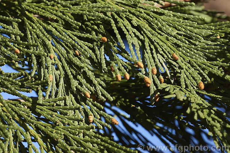 Near-open male cones of the Incense. Cedar (<i>Calocedrus decurrens</i>) in late winter. This evergreen conifer, up to 45m tall, is native to the western United States. There are several cultivated forms. calocedrus-2626htm'>Calocedrus. Order: Pinales, Family: Cupressaceae