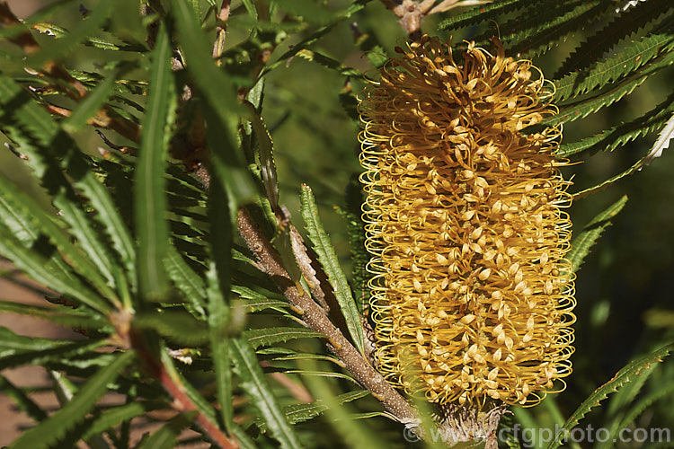 Banksia spinulosa var. collina (syn. Banksia collina</i>), a native of New South Wales and Queensland, Australia and found as far north as Cairns. Collina tends to be smaller than the species and has produced some dwarf forms. It flowers from late winter. Order: Proteales, Family: Proteaceae