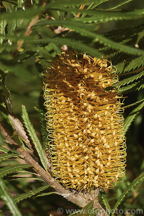 Banksia spinulosa var. collina (syn. Banksia collina</i>), a native of New South Wales and Queensland, Australia and found as far north as Cairns. Collina tends to be smaller than the species and has produced some dwarf forms. It flowers from late winter. Order: Proteales, Family: Proteaceae