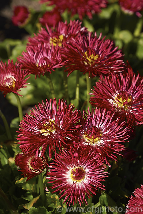 Habanera. Red Bellis. Daisy (<i>Bellis perennis. Habanera. Red</i>), one of many fancy-flowered seedling strains of the English Daisy, Common Lawn. Daisy or Pasture. Daisy, a small Eurasian perennial that is often considered a weed in its wild form, though its cultivated forms are popular bedding plants. Habanera is a series with long, frilly ray florets that make a fairly open flowerhead rather than the dense pompon often seen. bellis-2198htm'>Bellis.