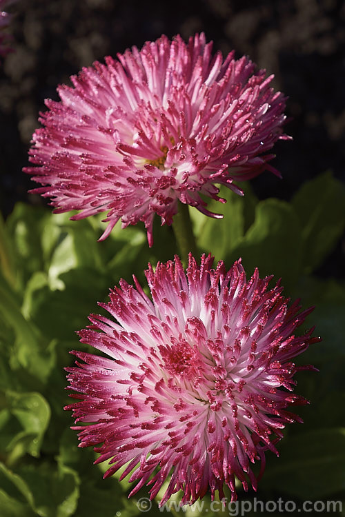 Habanera. Rose Bellis. Daisy (<i>Bellis perennis. Habanera. Rose</i>), one of many fancy-flowered seedling strains of the English Daisy, Common Lawn. Daisy or Pasture. Daisy, a small Eurasian perennial that is often considered a weed in its wild form, though its cultivated forms are popular bedding plants. Habanera is a series with long, frilly ray florets that make a fairly open flowerhead rather than the dense pompon often seen. bellis-2198htm'>Bellis.