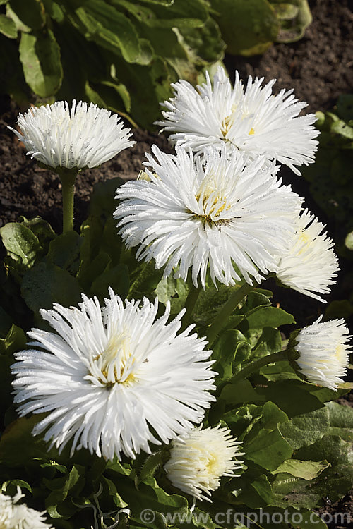 Habanera. White Bellis. Daisy (<i>Bellis perennis. Habanera. White</i>), one of many fancy-flowered seedling strains of the English Daisy, Common Lawn. Daisy or Pasture. Daisy, a small Eurasian perennial that is often considered a weed in its wild form, though its cultivated forms are popular bedding plants. Habanera is a series with long, frilly ray florets that make a fairly open flowerhead rather than the dense pompon often seen. bellis-2198htm'>Bellis.