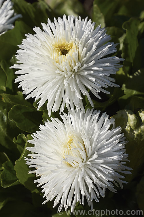 Habanera. White Bellis. Daisy (<i>Bellis perennis. Habanera. White</i>), one of many fancy-flowered seedling strains of the English Daisy, Common Lawn. Daisy or Pasture. Daisy, a small Eurasian perennial that is often considered a weed in its wild form, though its cultivated forms are popular bedding plants. Habanera is a series with long, frilly ray florets that make a fairly open flowerhead rather than the dense pompon often seen. bellis-2198htm'>Bellis.