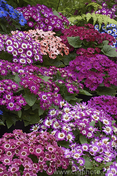 Mixed flower colours of Florists'. Cineraria (<i>Pericallis x hybrida [hybrids of Pericallis lanata x Pericallis cruenta and others]). These popular plants are grown indoors for winter or outdoors as summer annuals. In frost-free areas they flower year-round outdoors. pericallis-2216htm'>Pericallis.