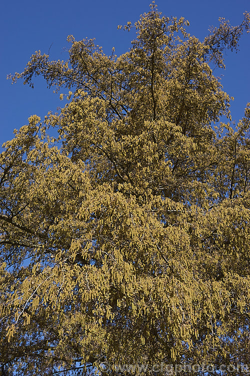 The spring catkins of the 'Imperialis'. Cut-leaf. Common Alder (<i>Alnus glutinosa 'Imperialis'), a cultivar of the common Eurasian and North African. Alder, a very hardy, 20-30m tall, moisture-loving, deciduous tree 'Imperialis' has lobed leaves with narrow lobes that taper to a fine point and which are cut to well past halfway to the midrib of the leaf. The tree can be untidy when young but often develops into a neat conical form as it matures. alnus-2121htm'>Alnus. <a href='betulaceae-plant-family-photoshtml'>Betulaceae</a>.