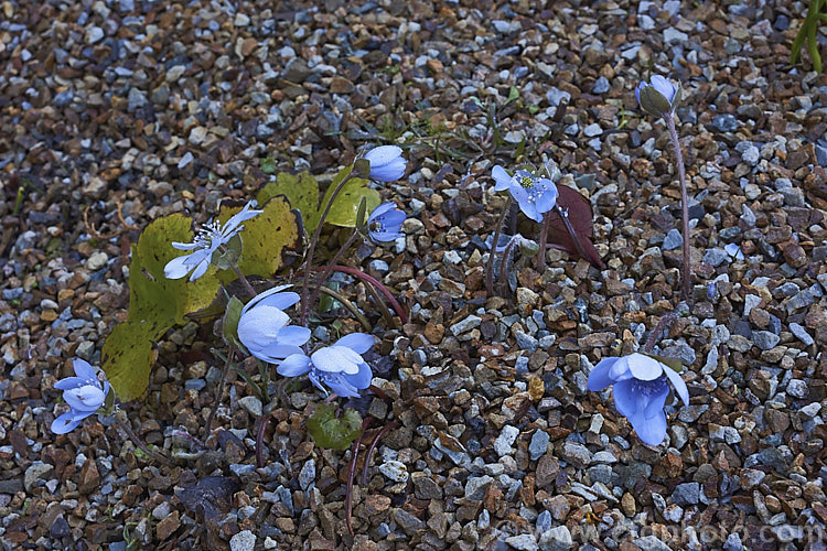 Hepatica nobilis (syns. Hepatica triloba, Anemone hepatica</i>), a small spring-flowering perennial native to Europe. It usually starts to flower before the new spring foliage develops. Order: Ranunculales, Family: Ranunculaceae