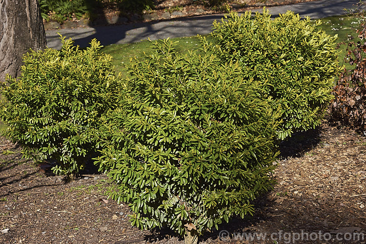 Harland Boxwood (<i>Buxus harlandii</i>), a 12-18m tall, evergreen shrub native to China. Its leaves are slightly longer than those of the common. Buxus sempervirens and they have a small notch at the tips.