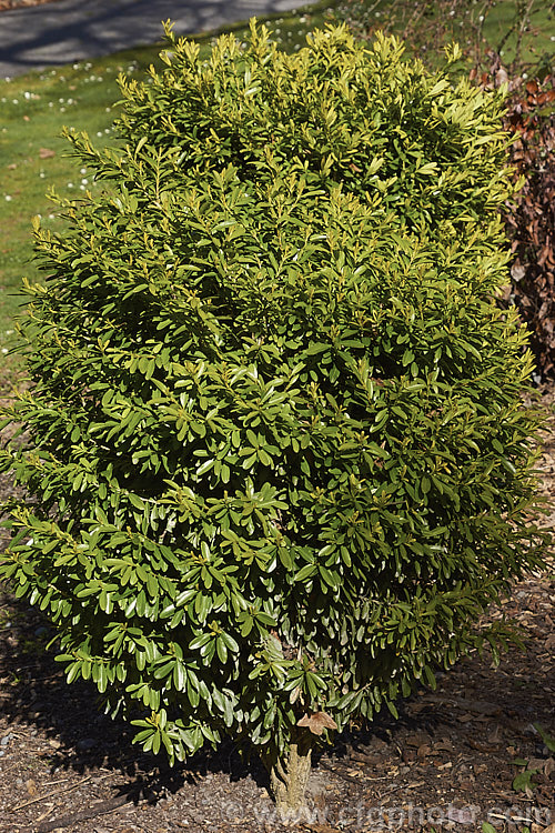 Harland Boxwood (<i>Buxus harlandii</i>), a 12-18m tall, evergreen shrub native to China. Its leaves are slightly longer than those of the common. Buxus sempervirens and they have a small notch at the tips.