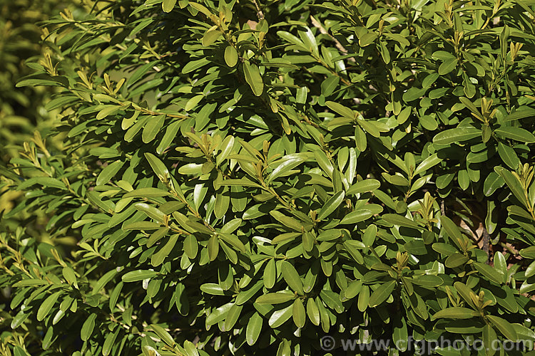 Harland Boxwood (<i>Buxus harlandii</i>), a 12-18m tall, evergreen shrub native to China. Its leaves are slightly longer than those of the common. Buxus sempervirens and they have a small notch at the tips.