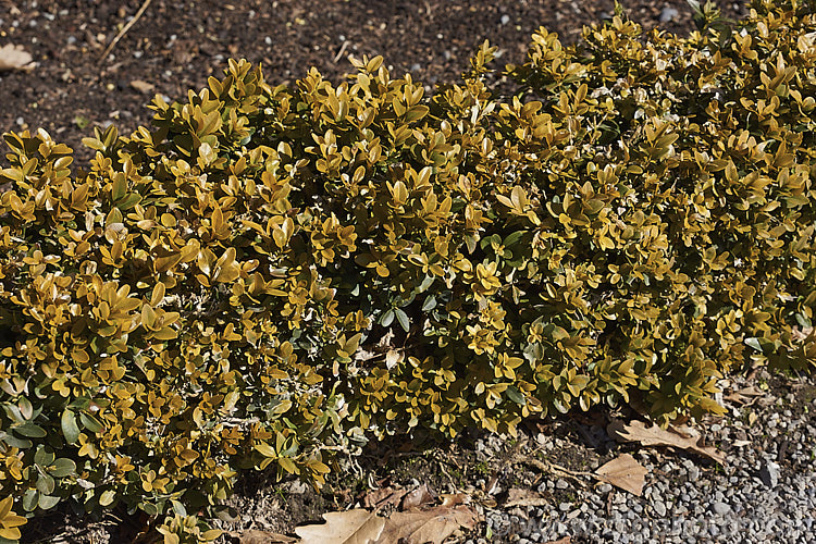 Dwarf Box (<i>Buxus sempervirens 'Suffruticosa'), a low, densely foliaged cultivar of Common Box or English Box, an evergreen shrub native to southern Europe, western Asia and North Africa 'Suffruticosa' grows to around 1m tall and is widely used for low hedging.