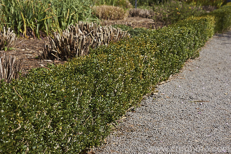 Common Box or English Box (<i>Buxus sempervirens</i>), an evergreen shrub native to southern Europe, western Asia and North Africa. It grows to around 2m tall but can be trimmed to almost any size or shape and is widely used for hedging.