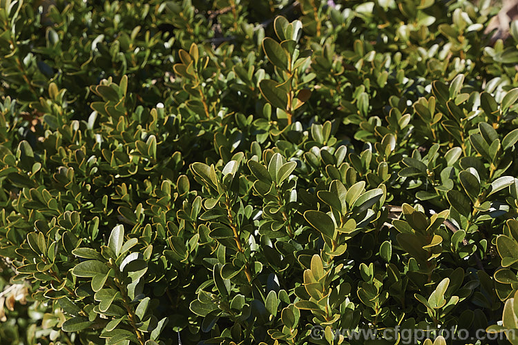 Common Box or English Box (<i>Buxus sempervirens</i>), an evergreen shrub native to southern Europe, western Asia and North Africa. It grows to around 2m tall but can be trimmed to almost any size or shape and is widely used for hedging.