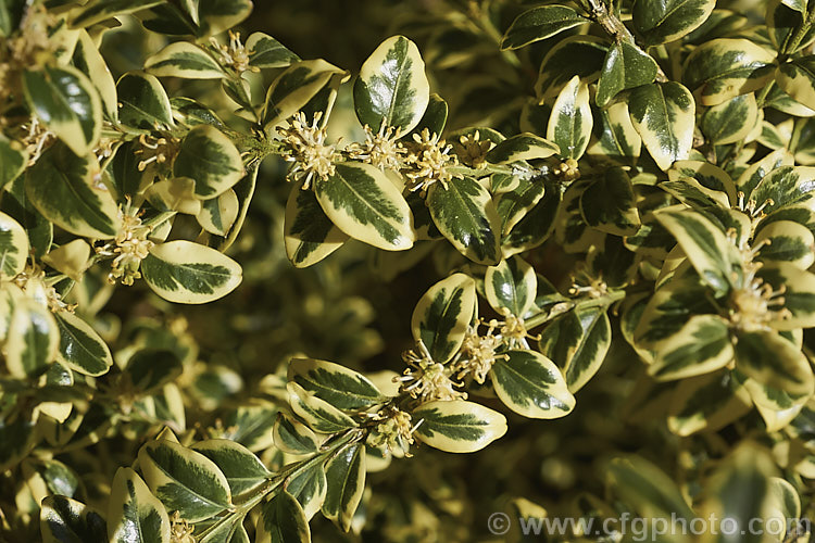 Golden Box (<i>Buxus sempervirens 'Aureo Variegata') with its small, largely inconspicuous flowers. This is a yellow-edged form of the Common Box, an evergreen shrub native to southern Europe, western Asia and North Africa. As with the plain green-leaved species, it is widely used for hedging.