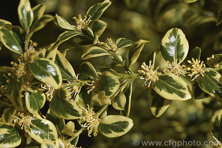 Golden Box (<i>Buxus sempervirens 'Aureo Variegata') with its small, largely inconspicuous flowers. This is a yellow-edged form of the Common Box, an evergreen shrub native to southern Europe, western Asia and North Africa. As with the plain green-leaved species, it is widely used for hedging.