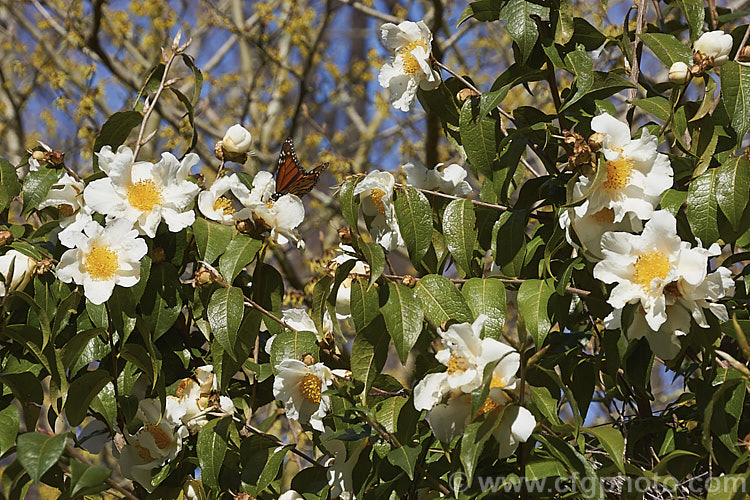 <i>Camellia yunnanensis</i> var. <i>camellioides</i>, a species from south-western China that is often seen as a shrub around 1.8m high, but which can eventually become tree-like and up to 7m tall Its flowers are large and have very conspicuous stamens. This natural variety differs from the species in only minor details, such as more variable foliage and downy ovaries. Order: Ericales, Family: Theaceae