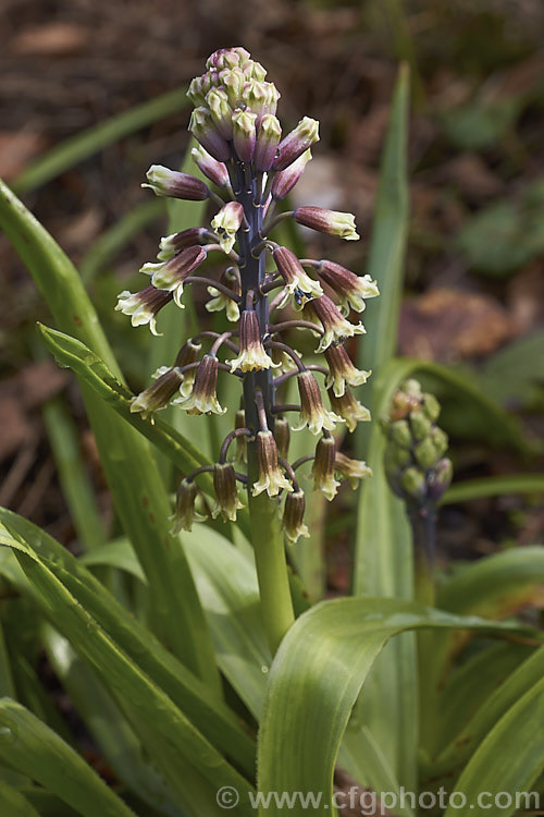 Bellevalia romana, a grape-hyacinth-like spring-flowering bulb found naturally in southern France. The cream flowers are tinted green and violet to deep blue and the stems are up to 30cm tall Order: Asparagales, Family: Asparagaceae