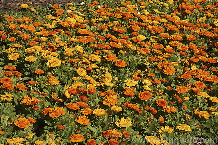 Part of a massed planting of double-flowered Pot. Marigolds or Scotch Marigolds (<i>Calendula officinalis</i>), an annual or short-lived perennial that flowers in winter and early spring. It has extensive herbal and medicinal uses.