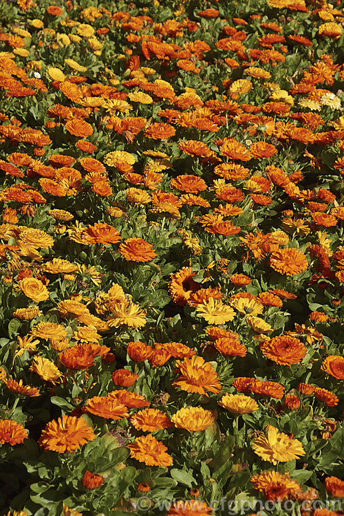 Part of a massed planting of double-flowered Pot. Marigolds or Scotch Marigolds (<i>Calendula officinalis</i>), an annual or short-lived perennial that flowers in winter and early spring. It has extensive herbal and medicinal uses.