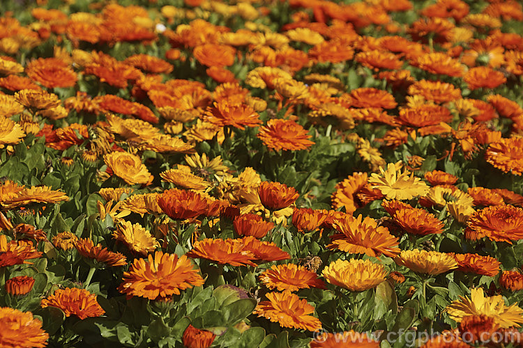 Part of a massed planting of double-flowered Pot. Marigolds or Scotch Marigolds (<i>Calendula officinalis</i>), an annual or short-lived perennial that flowers in winter and early spring. It has extensive herbal and medicinal uses.