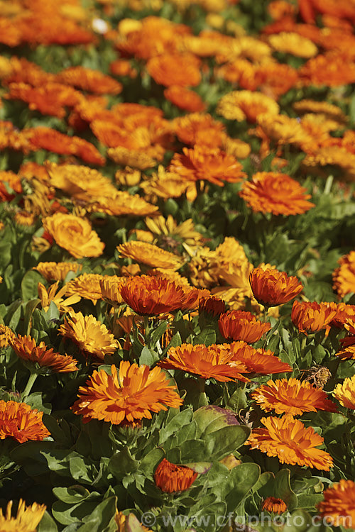 Part of a massed planting of double-flowered Pot. Marigolds or Scotch Marigolds (<i>Calendula officinalis</i>), an annual or short-lived perennial that flowers in winter and early spring. It has extensive herbal and medicinal uses.