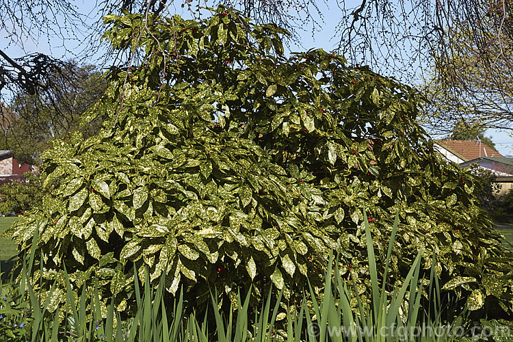 Picturata Japanese Laurel (<i>Aucuba japonica 'Picturata'), the variegated and fancy-foliaged cultivars of this Japanese evergreen shrub are widely cultivated. Female plants like 'Picturata' bear clusters of large red berries in winter and heads of small purple-brown and green flowers in spring. aucuba-2280htm'>Aucuba. <a href='garryaceae-plant-family-photoshtml'>Garryaceae</a>.