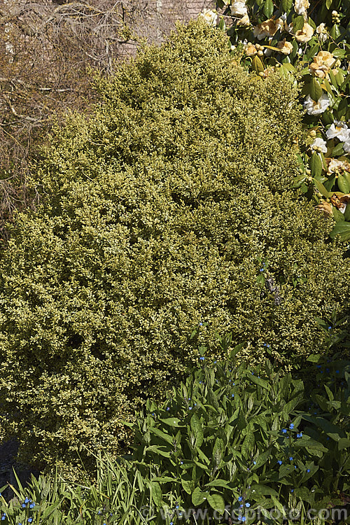 Golden Box (<i>Buxus sempervirens 'Aureo Variegata'), a yellow-edged form of the Common Box, an evergreen shrub native to southern Europe, western Asia and North Africa. As with the plain green-leaved species, it is widely used for hedging.