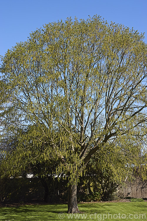 Common Hornbeam or European Hornbeam (<i>Carpinus betulus</i>) in spring as its catkins open. This deciduous tree can grow to 20m tall and is found through much of Eurasia. There are many cultivated forms. Order: Fagales, Family: Betulaceae