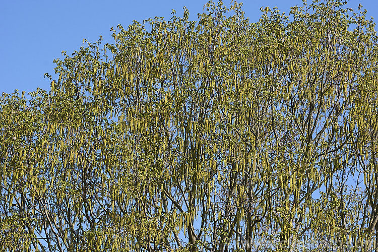 Common Hornbeam or European Hornbeam (<i>Carpinus betulus</i>) in spring as its catkins open. This deciduous tree can grow to 20m tall and is found through much of Eurasia. There are many cultivated forms. Order: Fagales, Family: Betulaceae