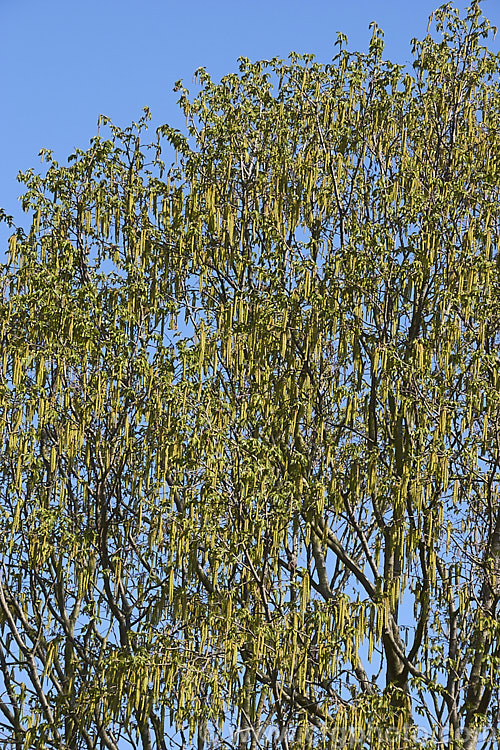 Common Hornbeam or European Hornbeam (<i>Carpinus betulus</i>) in spring as its catkins open. This deciduous tree can grow to 20m tall and is found through much of Eurasia. There are many cultivated forms. Order: Fagales, Family: Betulaceae