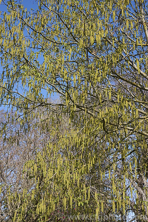 Common Hornbeam or European Hornbeam (<i>Carpinus betulus</i>) in spring as its catkins open. This deciduous tree can grow to 20m tall and is found through much of Eurasia. There are many cultivated forms. Order: Fagales, Family: Betulaceae