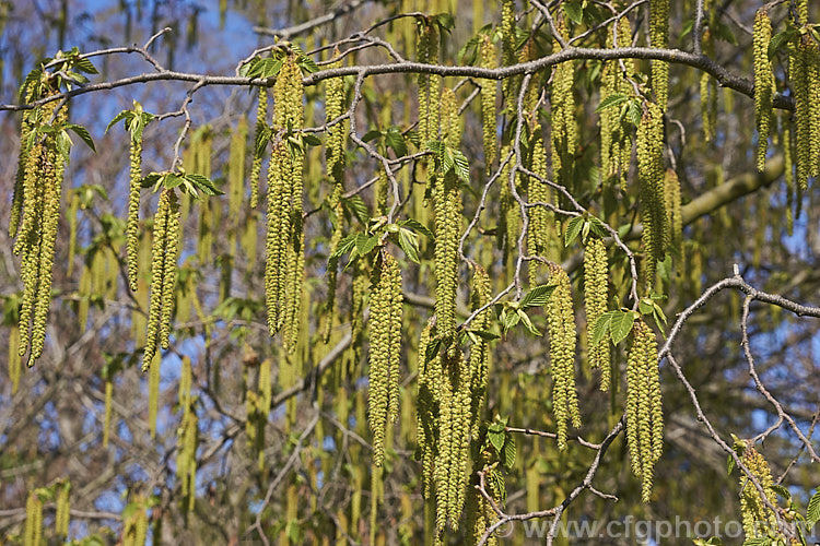 Common Hornbeam or European Hornbeam (<i>Carpinus betulus</i>) in spring as its catkins open. This deciduous tree can grow to 20m tall and is found through much of Eurasia. There are many cultivated forms. Order: Fagales, Family: Betulaceae