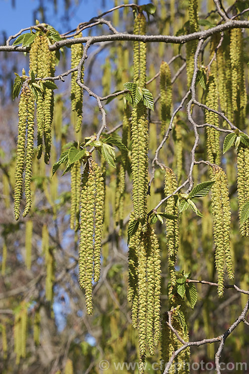 Common Hornbeam or European Hornbeam (<i>Carpinus betulus</i>) in spring as its catkins open. This deciduous tree can grow to 20m tall and is found through much of Eurasia. There are many cultivated forms. Order: Fagales, Family: Betulaceae