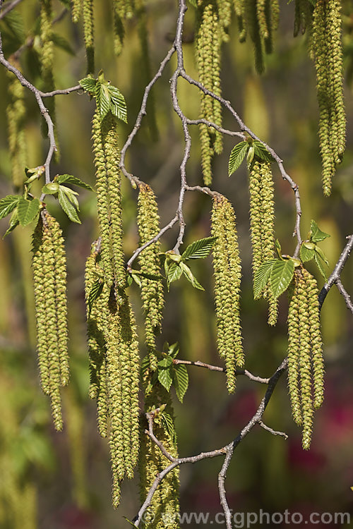 Common Hornbeam or European Hornbeam (<i>Carpinus betulus</i>) in spring as its catkins open. This deciduous tree can grow to 20m tall and is found through much of Eurasia. There are many cultivated forms. Order: Fagales, Family: Betulaceae