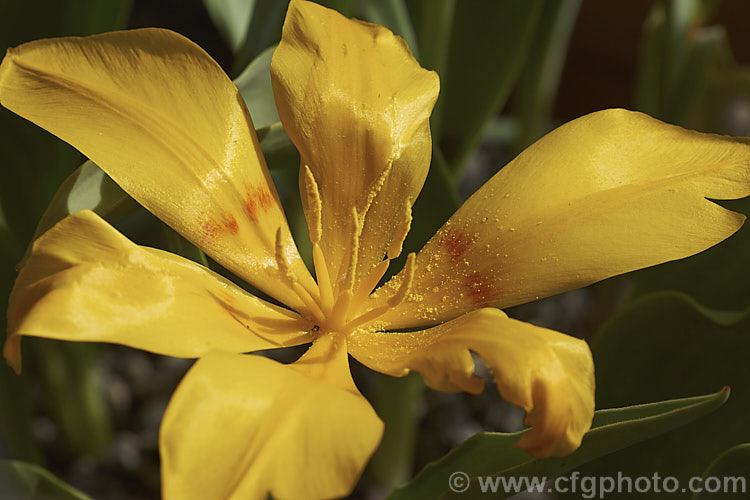 Tschimganica. Tulip (<i>Tulipa x tschimganica</i>), often listed as a species but now thought to be a natural hybrid between Tulipa dubia and Tulipa kaufmanniana, this low-growing. Central Asian tulip has flowers that range in colour from golden yellow to yellow with a broad red striping. Order: Liliales, Family: Liliaceae