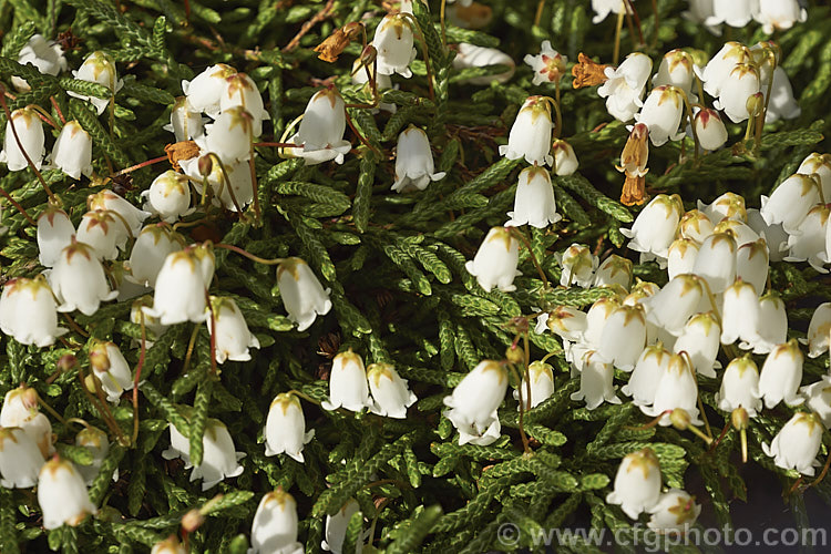 Clubmoss. Cassiope or Mountain Heather (<i>Cassiope lycopodioides</i>), a low, spreading, dwarf, evergreen, spring-flowering shrub native to the mountains of Washington state through. British Columbia to southern Alaska. cassiope-2772htm'>Cassiope. Order: Ericales, Family: Ericaceae